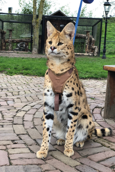 Onze katten Servalkopen.nl ontmoet onze Serval katten.