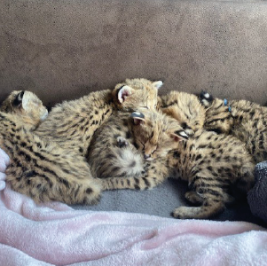 kittens - Servalkopen